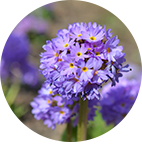 紫の小さな花