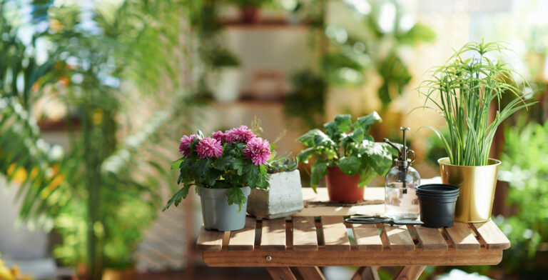 お花屋さんより伝授！鉢植えのお花や観葉植物の育て方